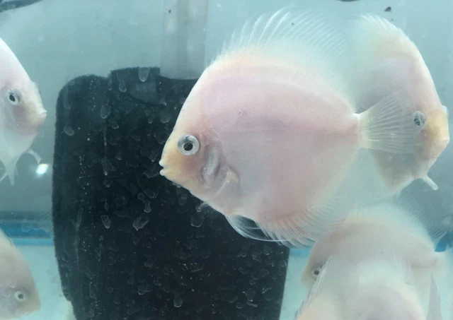 Snow White Discus Fish Live 4" Tropical Fresh Water