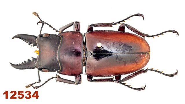 Lucanidae: Prosopocoilus sp.  A1, 41 mm, Pinned, 1 pc