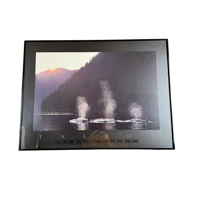 Bob Talbot 80s vintage poster 10種セット VINTAGE BOB Talbot Framed Art Print Dolphin Tales Marine