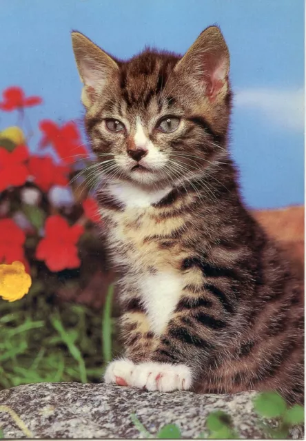 Cpsm / Carte Postale / Chat / Cat //