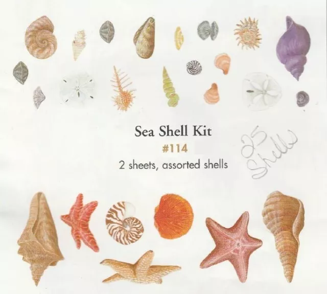 Shells Sea Shells Wall Decor Sticker Art Transfer Art Decals Tatouage