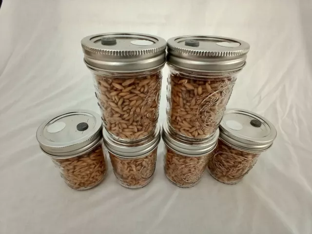 1/2 PINT Mushroom Jars READY  Sterilized Substrate Grain Grow Fast SHIP [C]