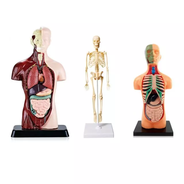 Human Torso Body Model Anatomy Anatomical Internal Organs for Teaching Hot G9