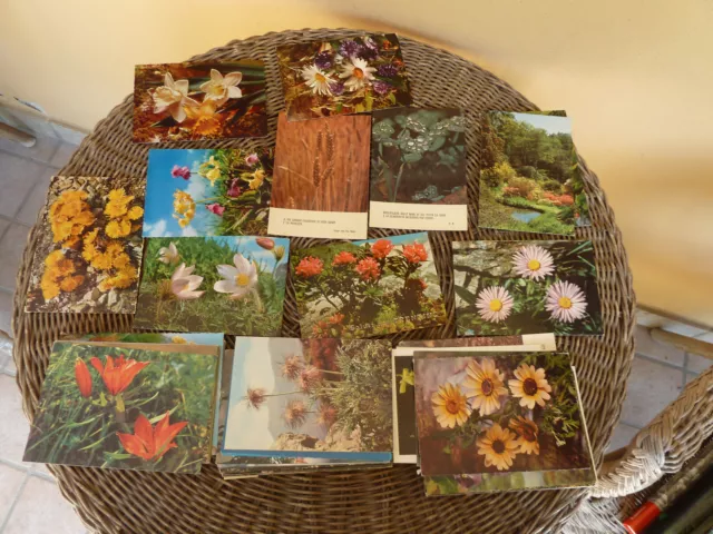 LOTTO di 188 CARTOLINE con TEMA FIORI di MONTAGNA PROBABILE ANNI '50/'60