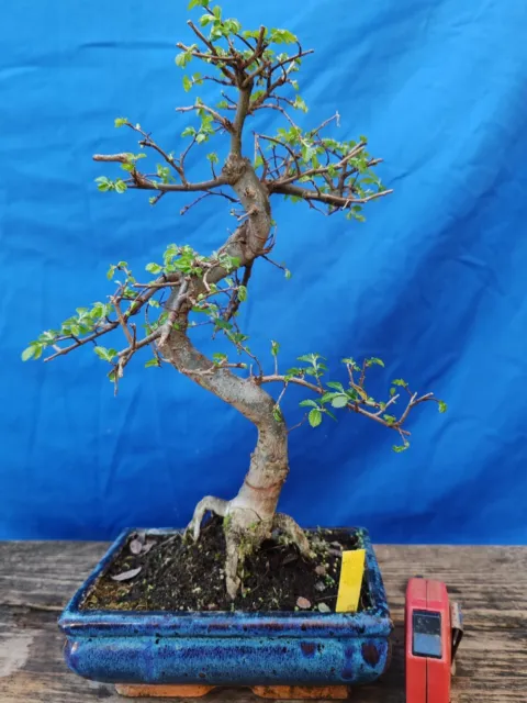 bonsai   olmo cinese h 39  cm visita il negozio