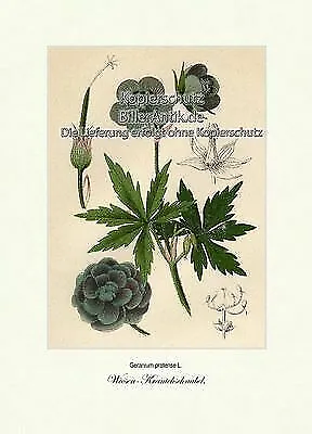Wiesen Kranichschnabel Storchschnäbel Fruchtblätter Staubfäden Vilmorin A4 061