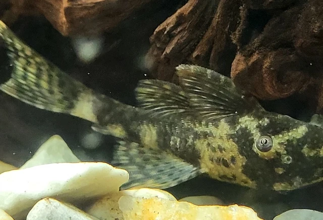 Tank Bred Green Dragon Bristlenose Pleco 1-1 1/2