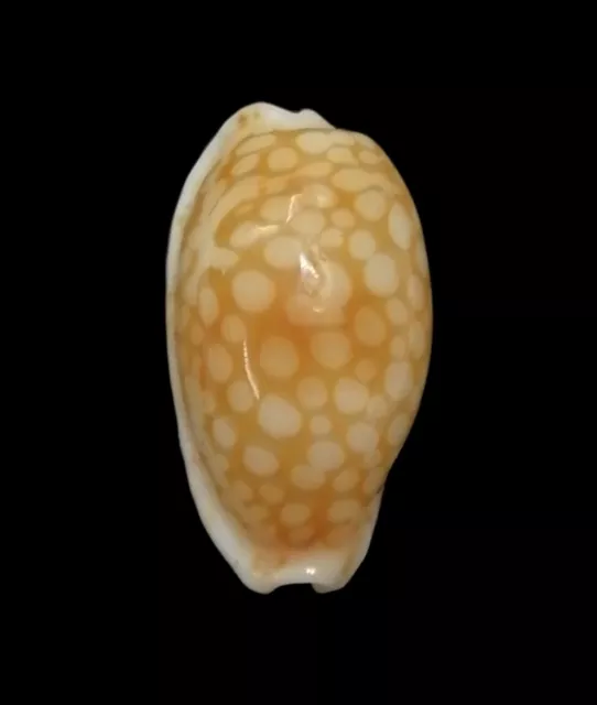 Shell CYPRAEA CRIBELLUM Mauritius 20,2 mm # LARGE BEAUTY