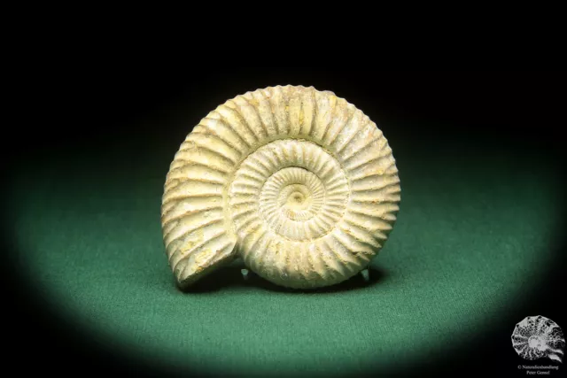 Perisphinctes spec. Madagaskar Ammonit Oberjura Fossil Deko deco Perisphinctidae