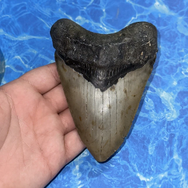 Megalodon Shark Tooth 5.08” Huge Teeth Big Meg Scuba Diver Direct Fossil Nc 8135