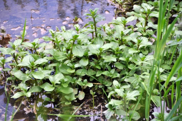 Bachbunge 10 wintergrüne Teichpflanzen Sauerstoff  auch im Winter bis 10 cm Wst.