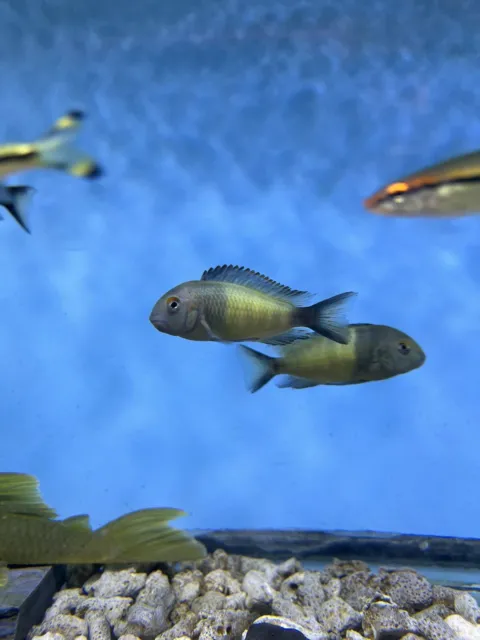 2-2.5 Inches Yellow Bond Moorii Cichlid Live Fish