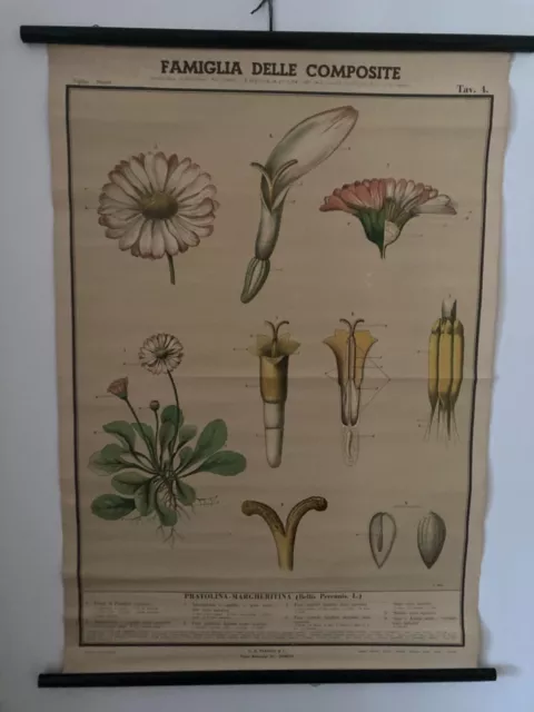 POSTER BOTANICA PARAVIA: COMPOSITE  (Margherita) 1950 dimensioni 100x70