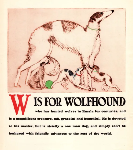 Vintage Russian Wolfhound Borzoi Print ABC Letter W Alphabet Print 5052g