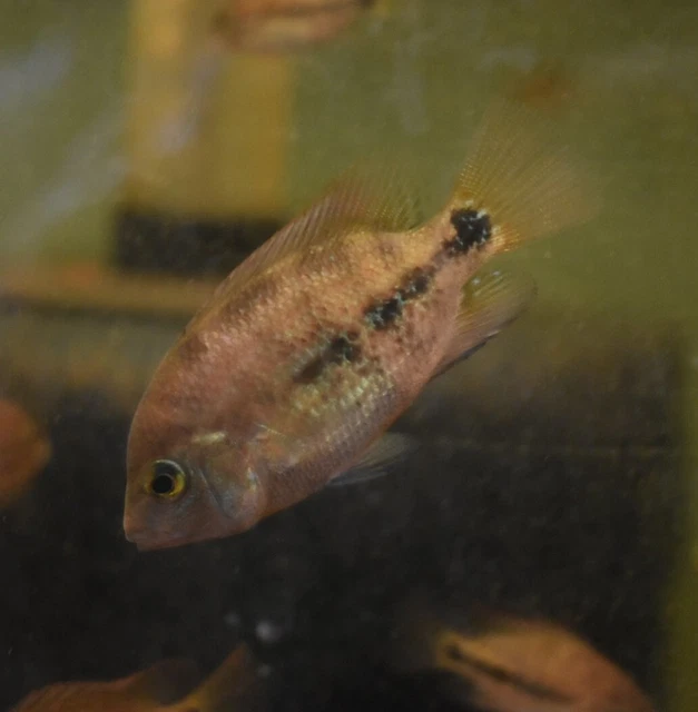 Live Vieja Bifasciatus Cichlid (2" Rare Young Aquarium Fish) PLS READ DESC 7