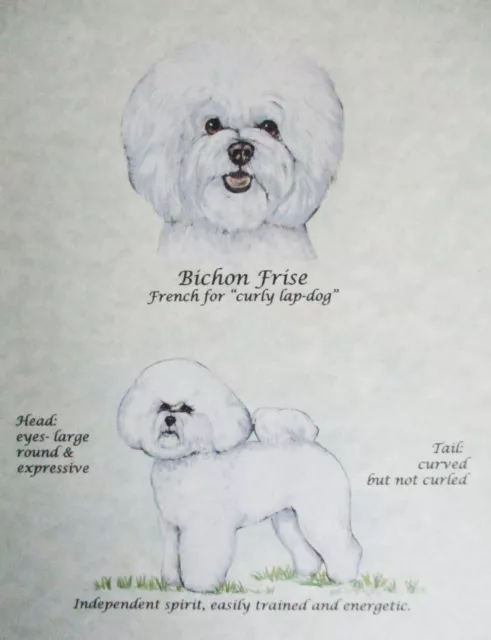 DW Possum Designs Art Bichon Frise Original Hand Colored Print with Matte 11x14