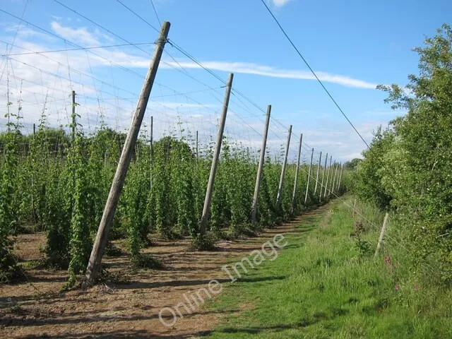 Photo 6x4 Hop field Linkhill  c2011