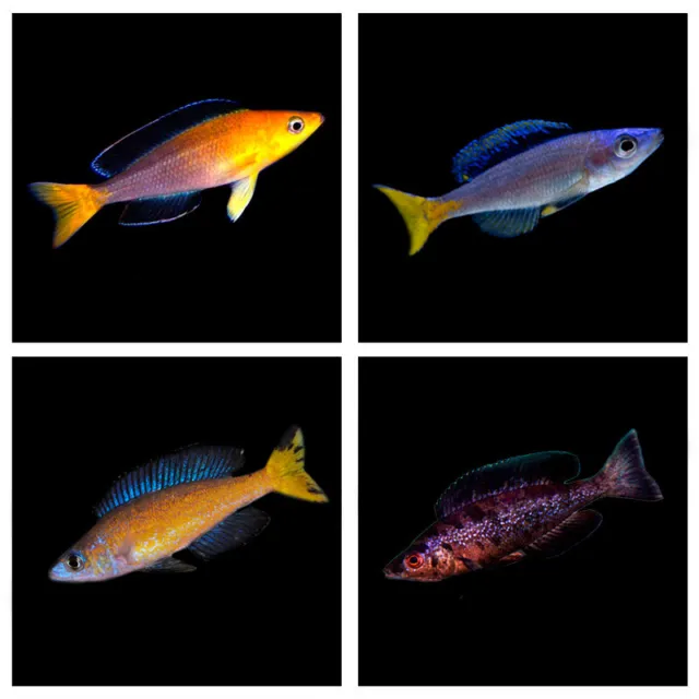 Sardine Cichlid | Cyprichromis | Randomly Selected | Lake Tanganyika Cichlid