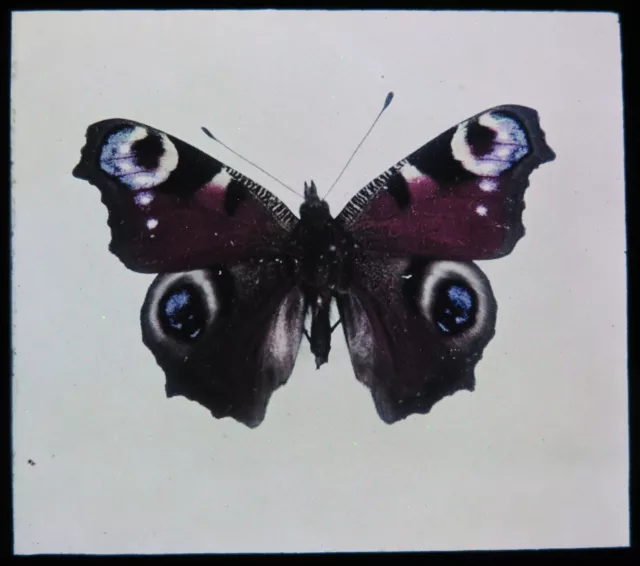 Antike magische Laterne Rutsche ~ Pfau Schmetterling