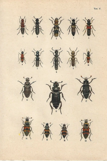 Confezione Di 12 Coleotteri Per Pesca Con La Mosca, Dimensioni Miste 12 - Foto 9