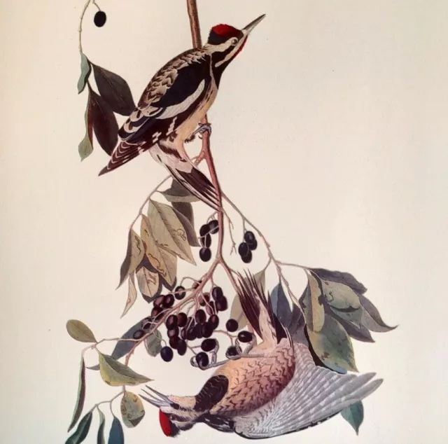 Audubon Birds YELLOW BELLIED SAPSUCKER Roger Tory Peterson Portfolio Print