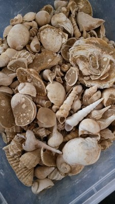 GROS LOT FOSSILES DIVERS MIOCENE BURDIGALIEN GIRONDE FRANCE  AA6 
