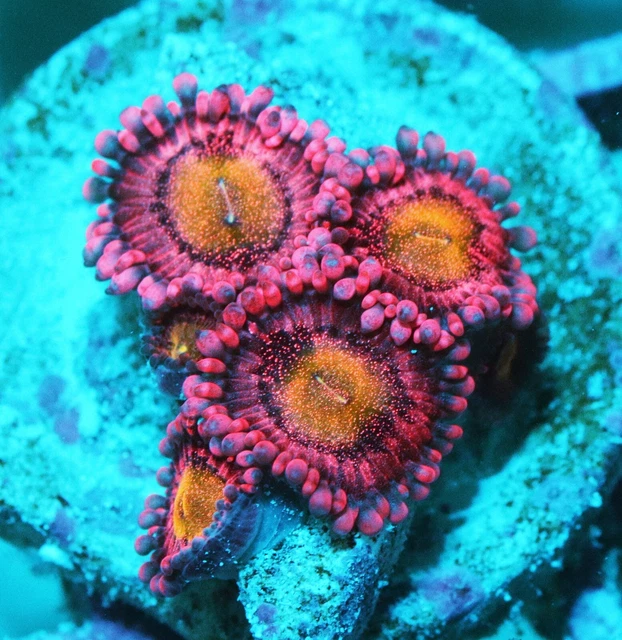 PLAYBOY BUNNY PALY Zoanthids Paly Zoa SPS LPS Corals, WYSIWYG 26.00