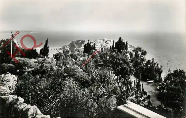 Picture Postcard, Jardin Exotique De Monaco, Le Plateau Superieur