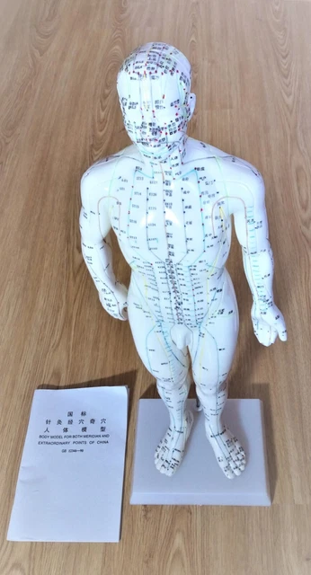 Modelo de estatua de acupuntura + folleto puntos de presión póster mapa meridiano puntos de acupuntura