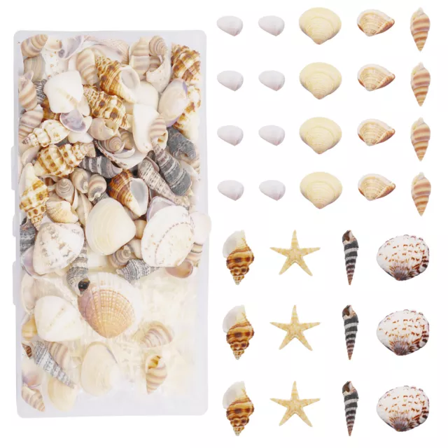 1 Box of 200 Seashells 1-3cm Conch Starfish Shells For Crafts Nautical Art Decor
