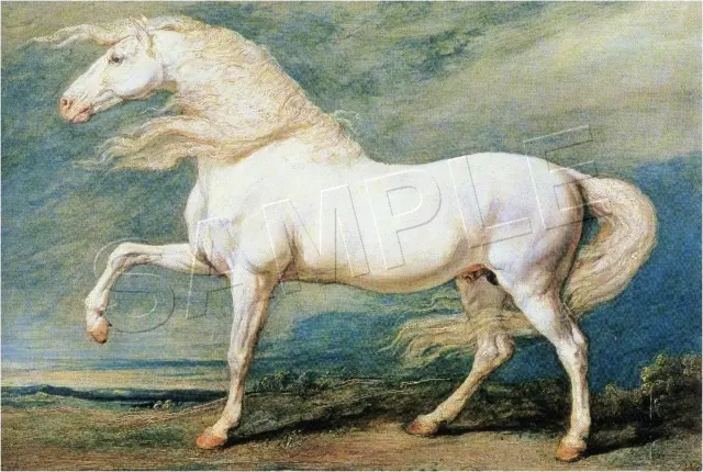 Vintage Victorian Era Adonis White Stallion Horse Equestrian Canvas Art Print