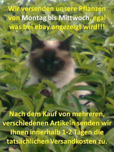 Vitis vinifera  Einset Seedless kernlos Weinrebe Tafeltraube Weintraube Winzer 4