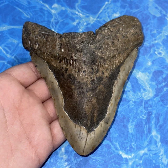 Megalodon Shark Tooth 5.70” Huge Teeth Big Meg Scuba Diver Direct Fossil Nc 8122