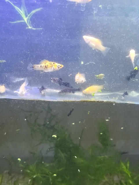 x5 Assorted Juvenile Gold and Black Molly, Live Freshwater Aquarium Fish, Mollie