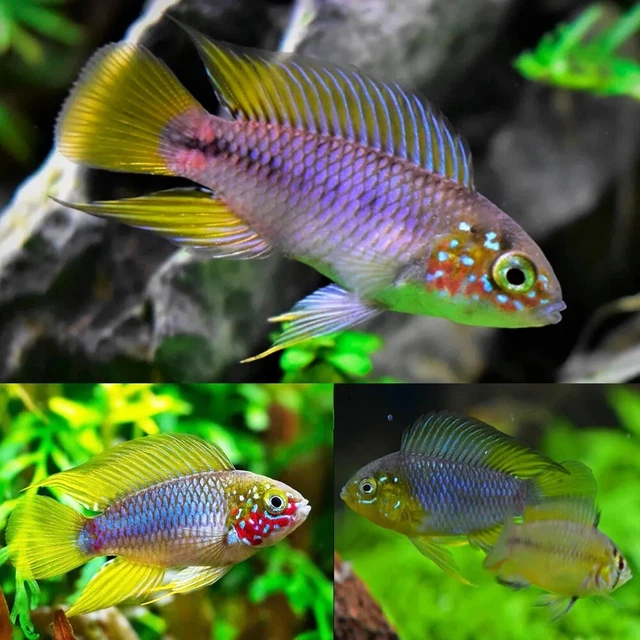 Apistogramma Borelli Opal Breeding Pair 1-2” —Captive Bred Dwarf Cichlids!