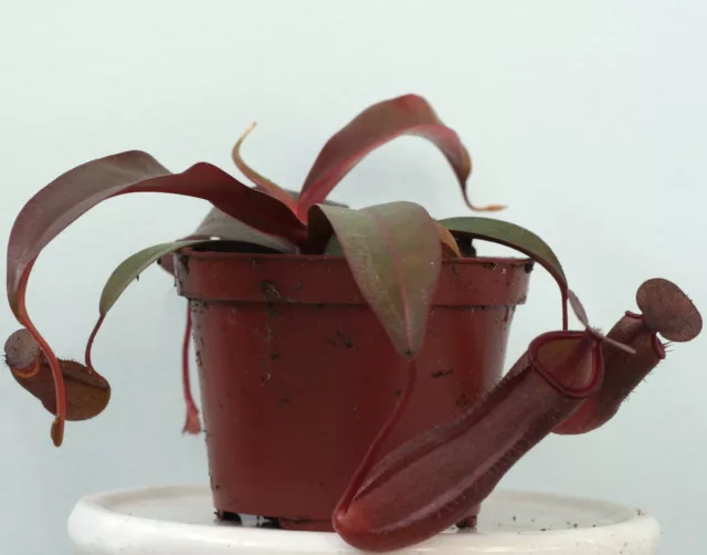 Nepenthes sanguinea (brocca tropicale delle Highlands) pianta carnivora viva in vaso da 3⁄2