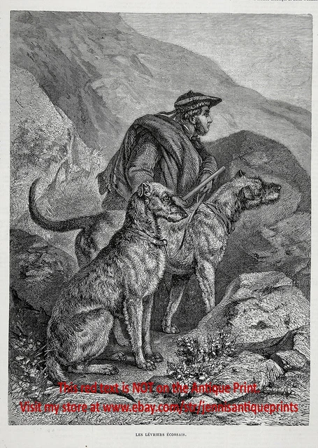 Dog Scottish Deerhound & Highlander Hunting Deer, 1870s Antique Print & Article