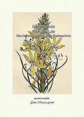 Gelber Peitschenaffodill Asphodeline lutea Junkerlilien Vilmorin A4 231