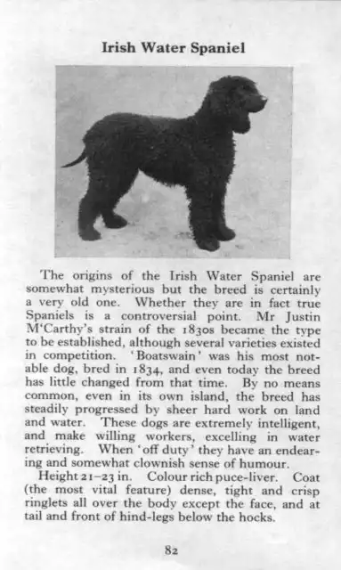 Irish Water Spaniel - 1970 Vintage Dog Art Photo Print - Matted GIFT