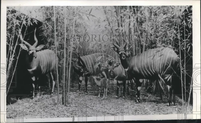 1940 Press Photo African Antelopes Posing for Camera - nef69950