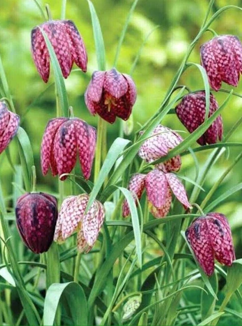 10x Fritillaria Meleagris Mixed Bulbs Spring Flowers Snakes Head Lily Garden Pot
