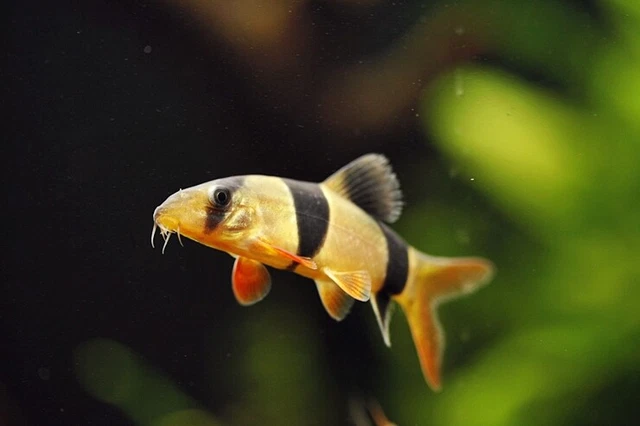 3x Clown Loach (1.75"-2.25'') Live Fish 2Day Fedex shipping