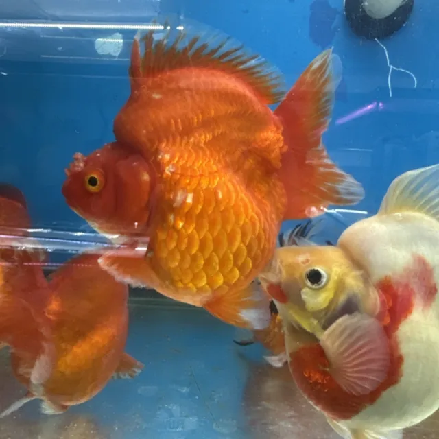 Live Fancy Goldfish Red/White Ryukin 5-6 inches