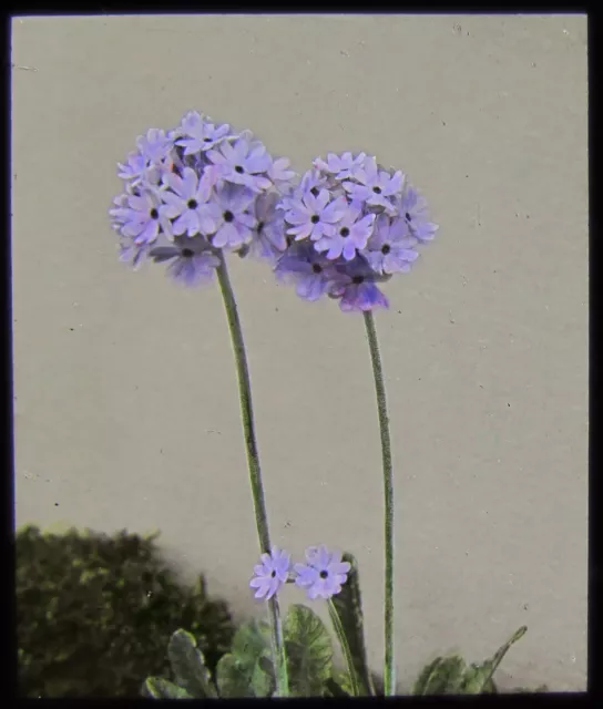 Glass Magic Lantern Slide PRIMULA FLOWERS C1920 PHOTO NATURE STUDY