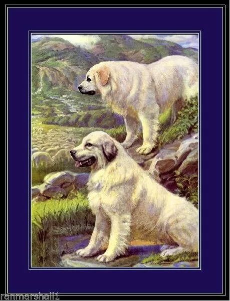 93827 English Great Pyrenees Dog Dogs Puppy Puppies Wall Print Poster UK