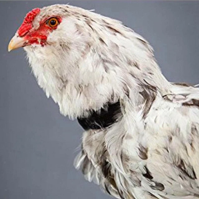 Set of 8 Rooster Collar Deterrents for Duck and Goose - Anti-Crow Hornless
