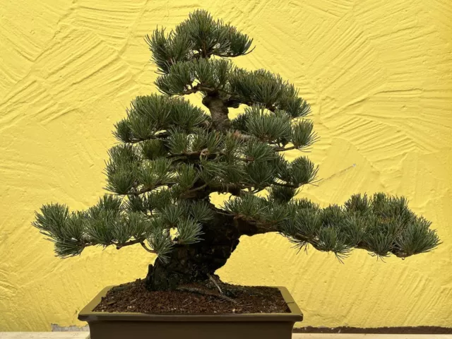 Joe Bonsai Jap.Mädchen Kiefer  45 Jahre Japan Schale Pine Whith Pino Pinus 3