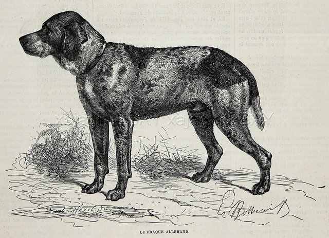 Dog German Shorthaired Pointer Deutsch Kurzhaar, 1870s Antique Engraving Print