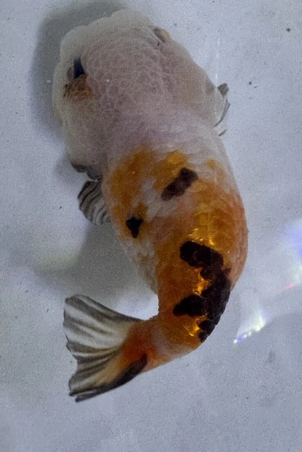 LIVE pond goldfish  Fish~ Goldfish Ranchu goldfish koi pond 3.5 Inch