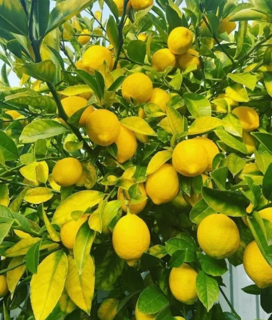 5 Organic Meyer Lemon Seeds|USA|Texas|High Germination Rate